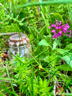 Spell Jar Chance et Abondance